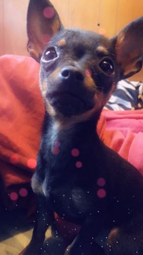 Image of Bella