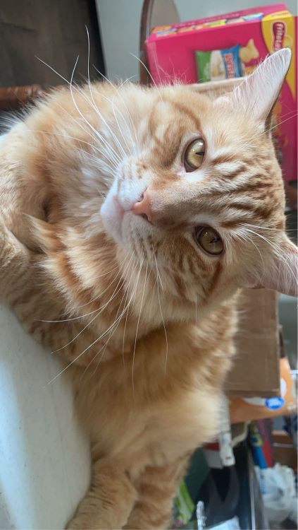 Image of Simba