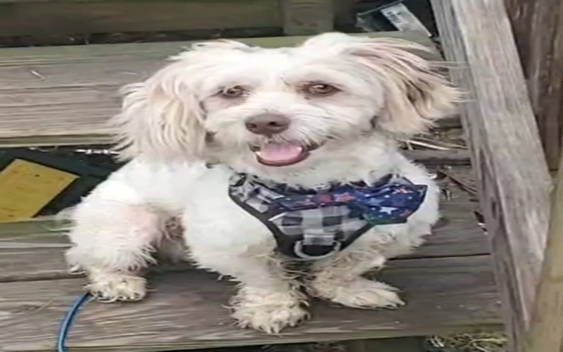Image of Rocky
