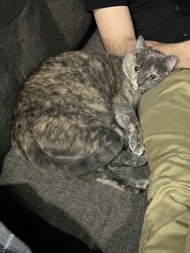 Image of Munchie