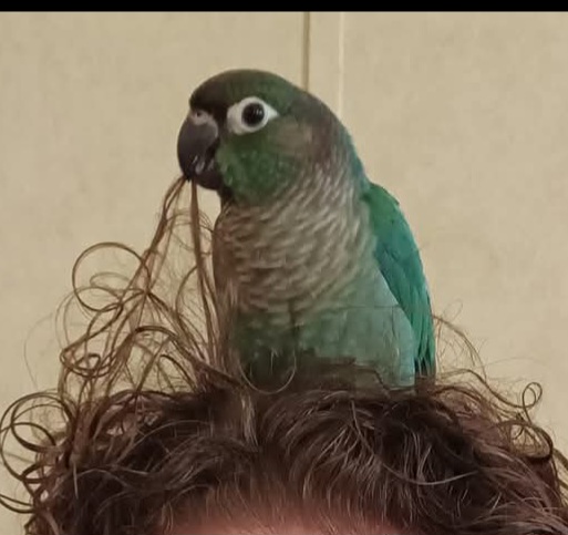 Image of Milo