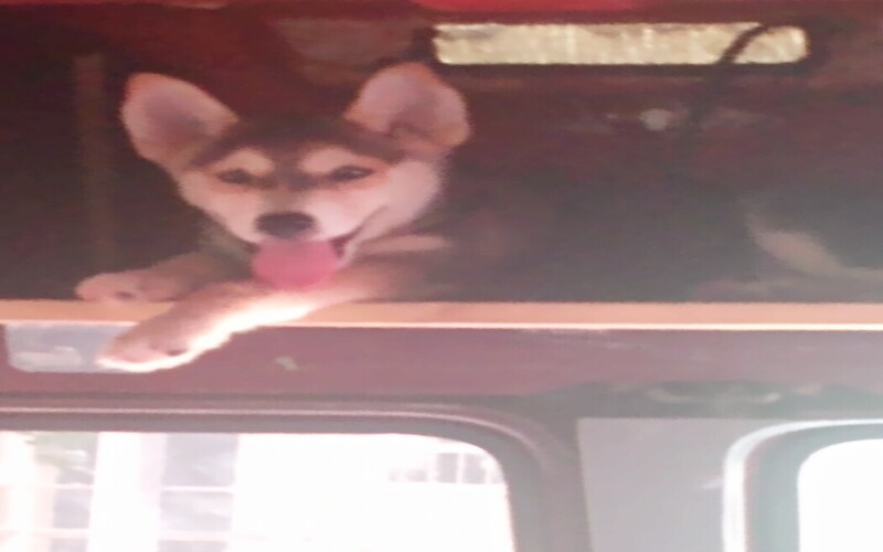 Image of Wolfie 