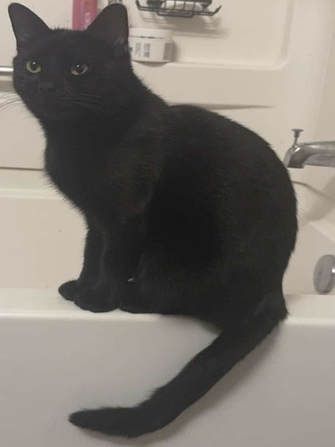 Image of Binx