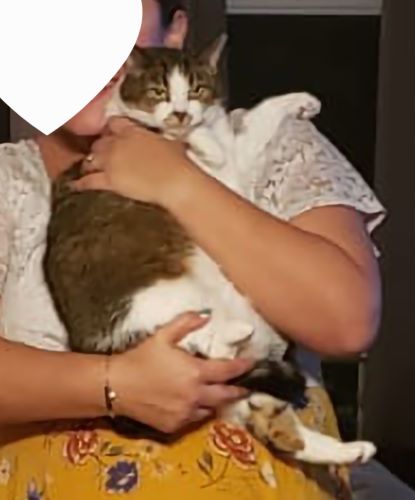 Image of Chikis