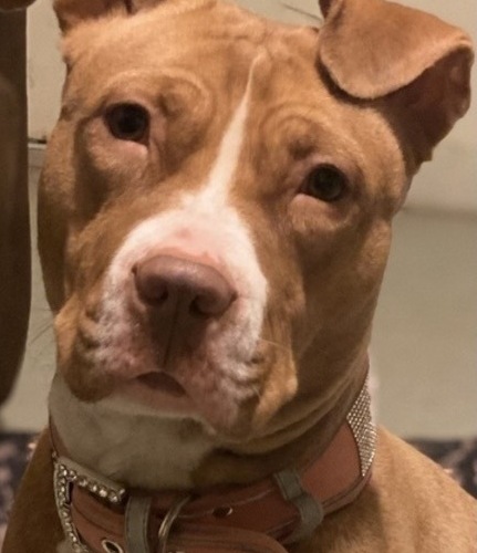 Image of Bella Rose 
