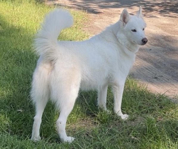 Image of Ghost