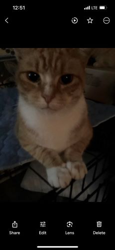 Image of Cookie