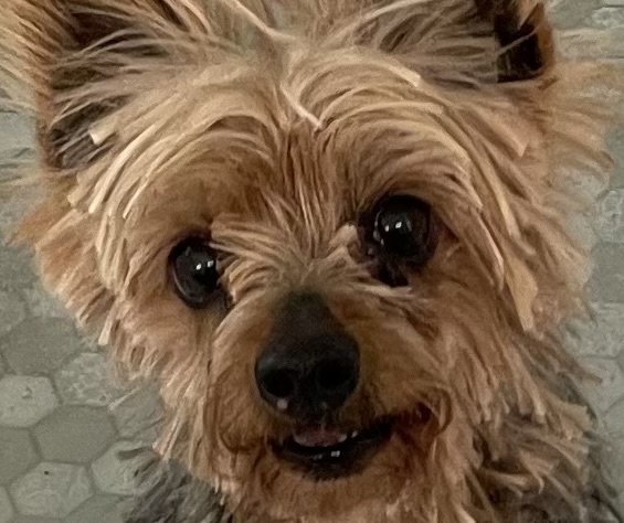 Image of Muffin