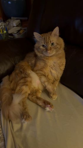 Image of Goose