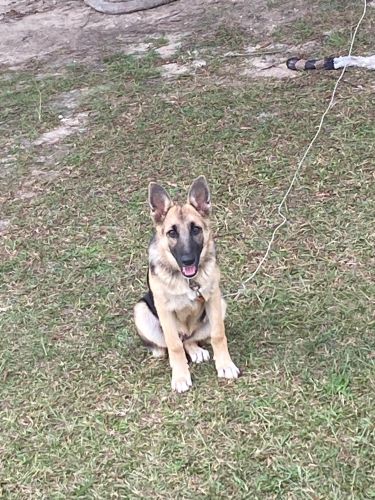 Image of Arya 
