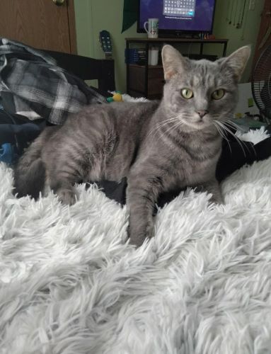 Image of Luna