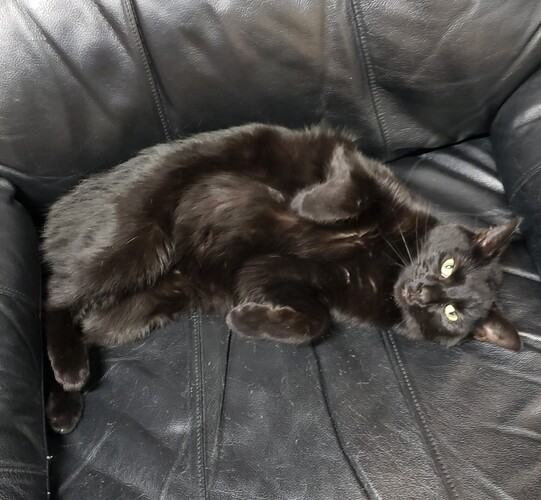 Image of Binx