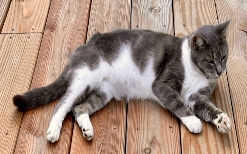 Image of Misty