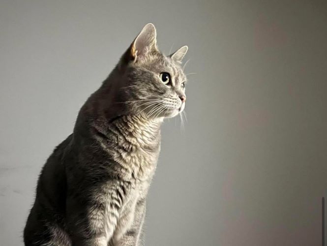 Image of Smokey 