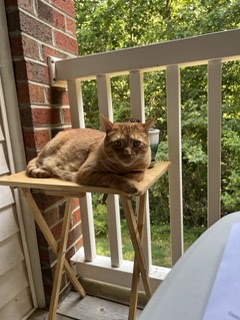 Image of Frankie