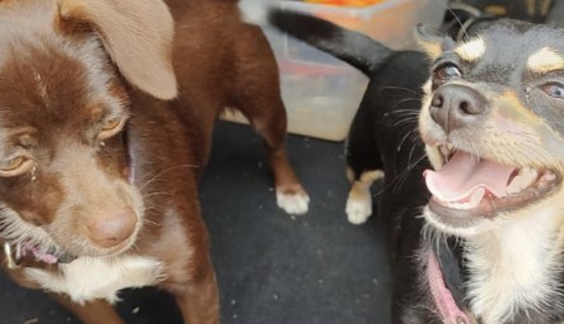 Image of Princesa & Daisy
