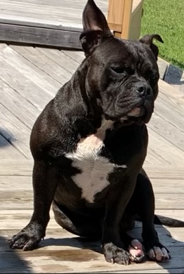 Image of Mojo