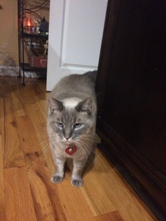 Image of Tarheel