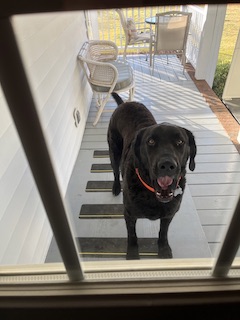 Image of Otis