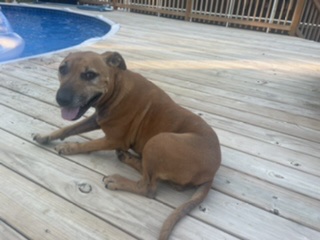 Image of Rosey
