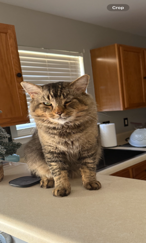 Image of Goose