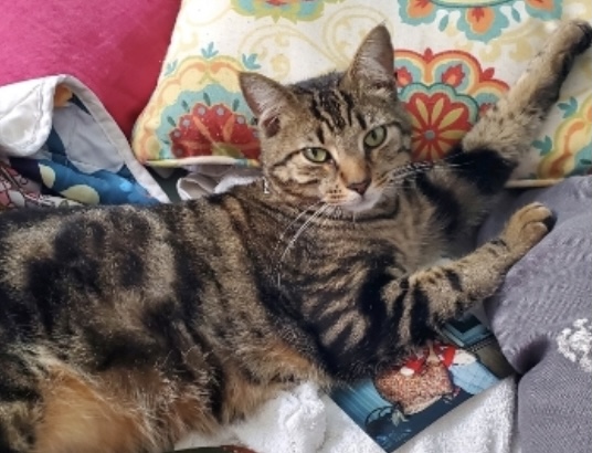 Image of Tigger