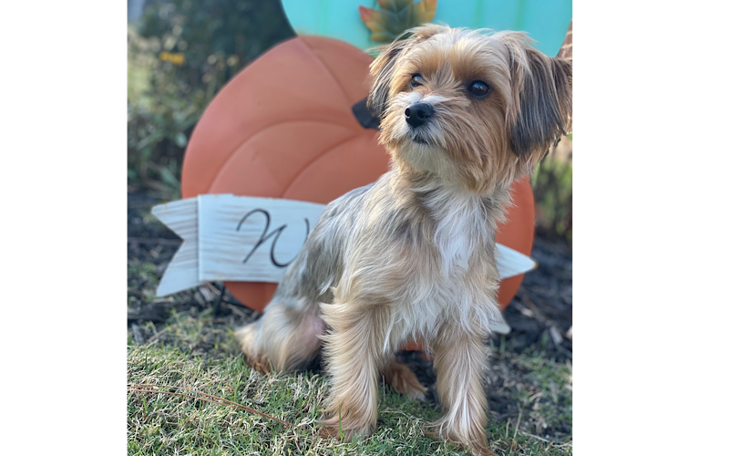 View Lost and Found Pet Listings from Johnston County Animal Services