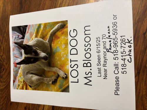 Image of Miss Blossom