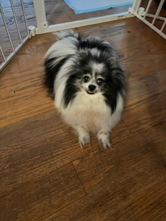 Image of Sassy