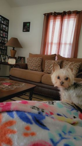 Image of Lola