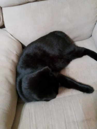 Image of Prissy