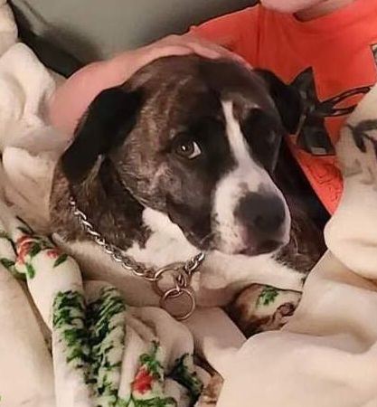 Image of Bella