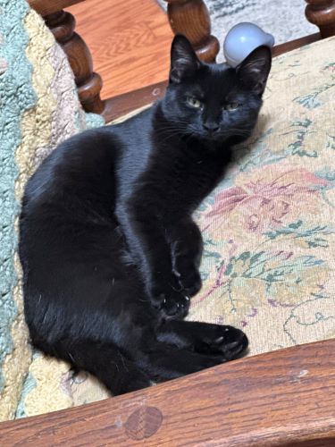 Image of Ginger