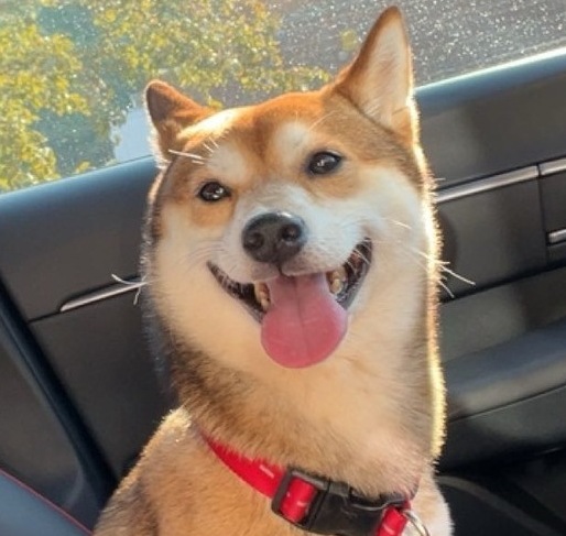 Image of Loki