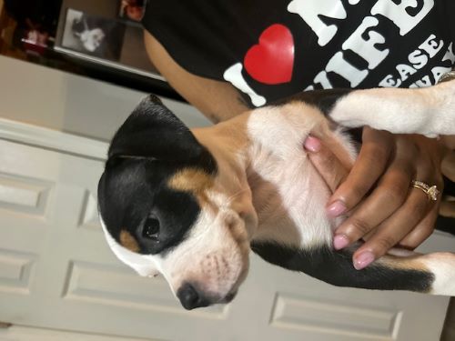 Image of Lola