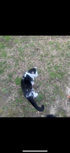 Image of Gato 
