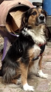 Image of Bentley aka “B”