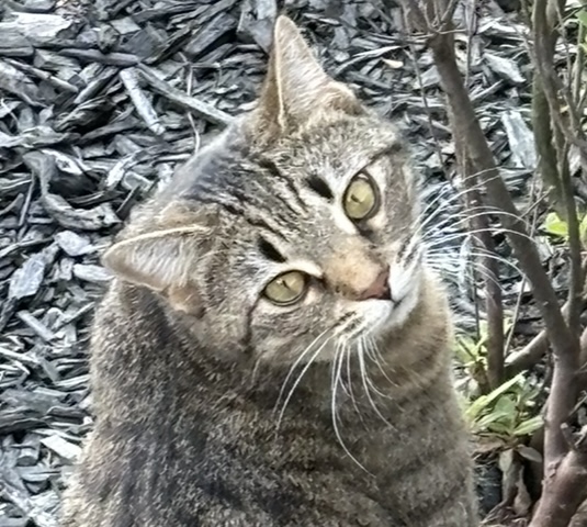 Image of Marlie