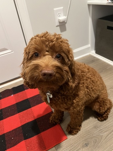 Image of Ginger 