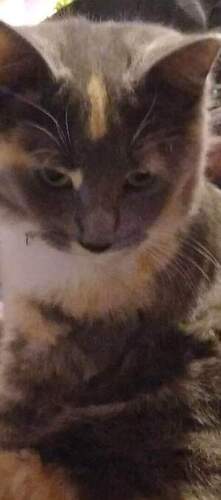 Image of willo