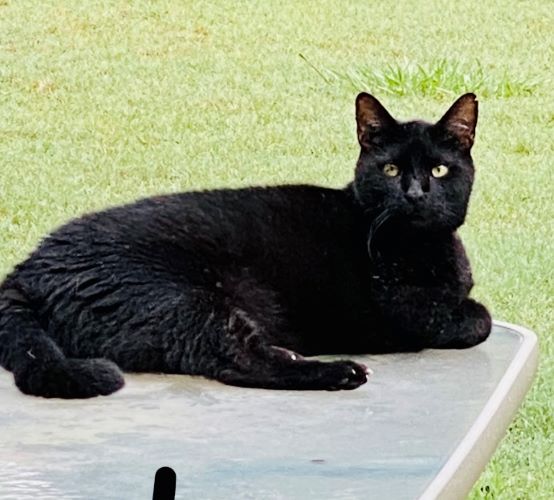 Image of Piper