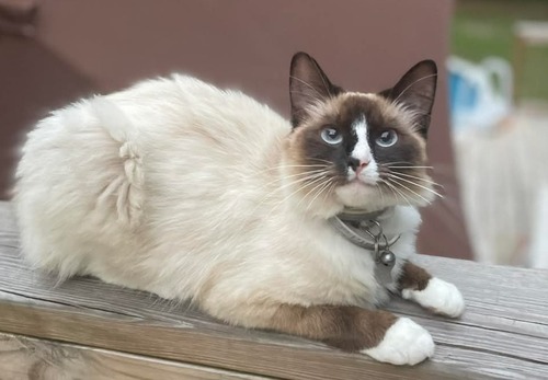 Image of Fluff