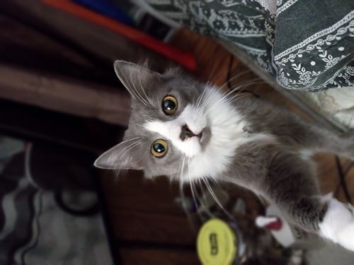 Image of Twittle 