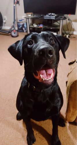 Image of Duke