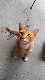 Image of Bojangles or Bobo