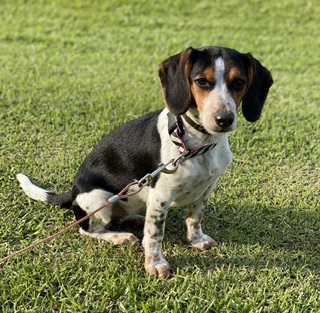 Image of Pepper