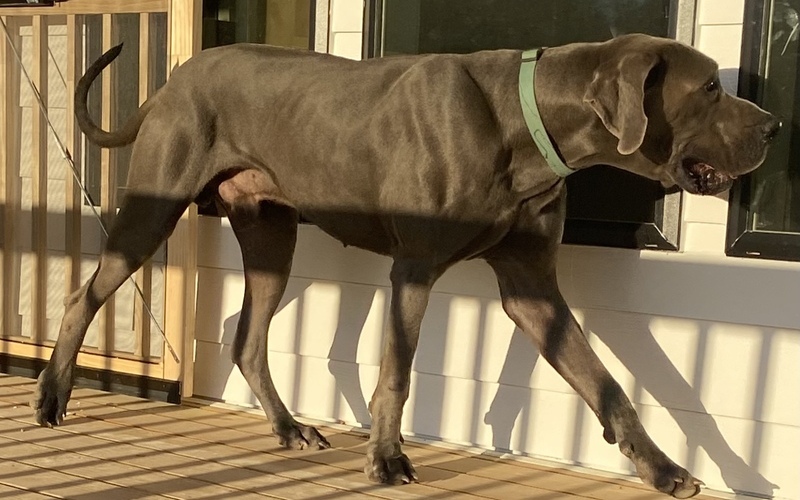 Image of Loki