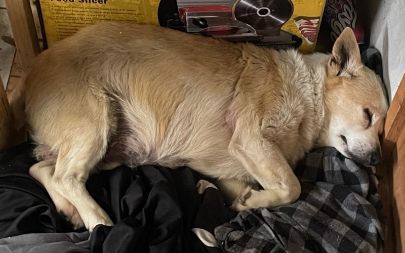 Image of Flapjack