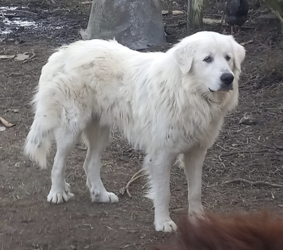 Image of Bubby