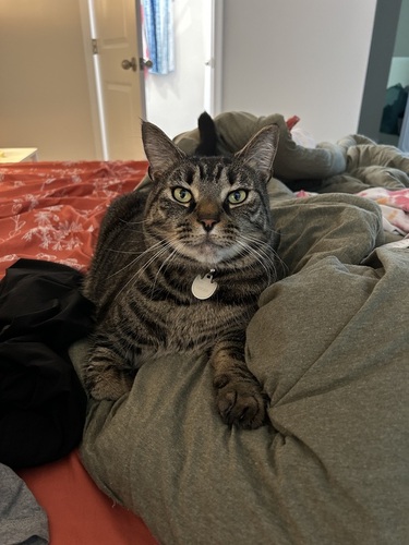 Image of Oscar 